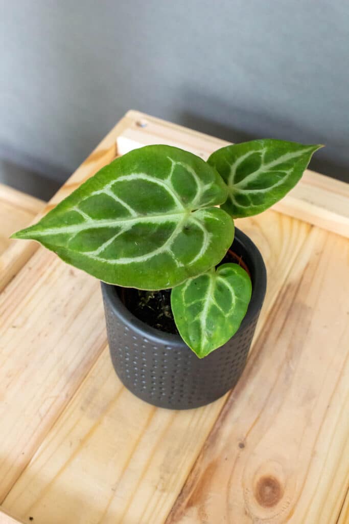 Anthurium Silver Blush - Moai Jungle - Több, mint gondolnád