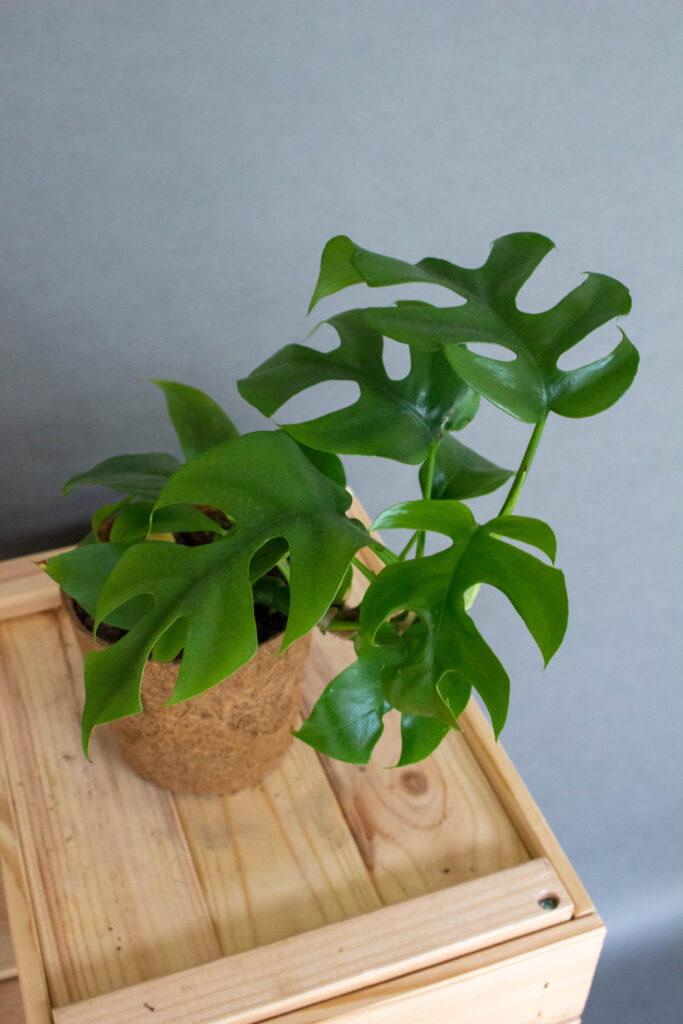 Monstera Minima