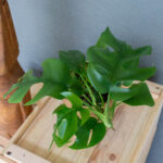 Monstera Minima