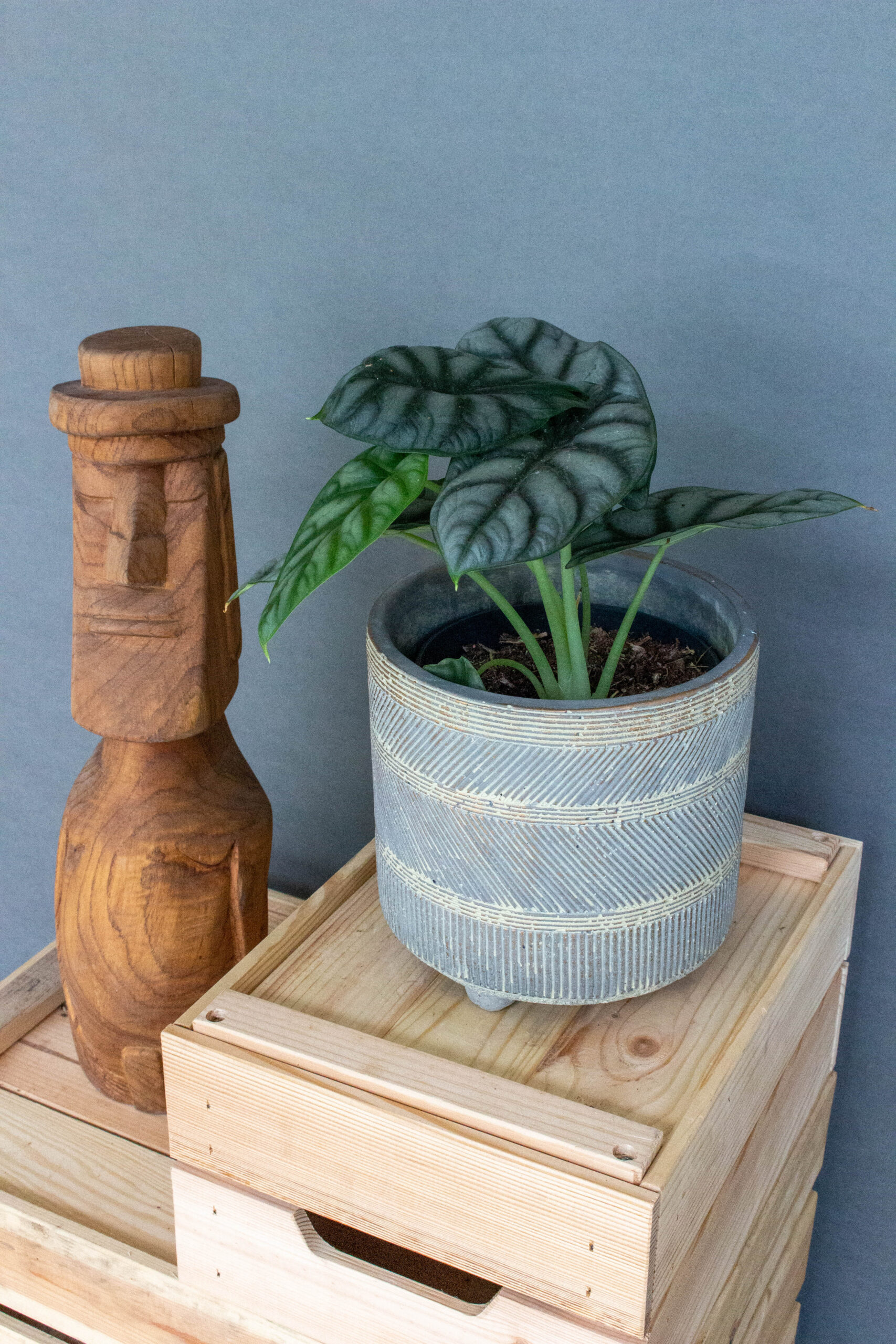 Alocasia Silver Dragon