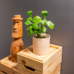 Hydnophytum Papuanum 12cm