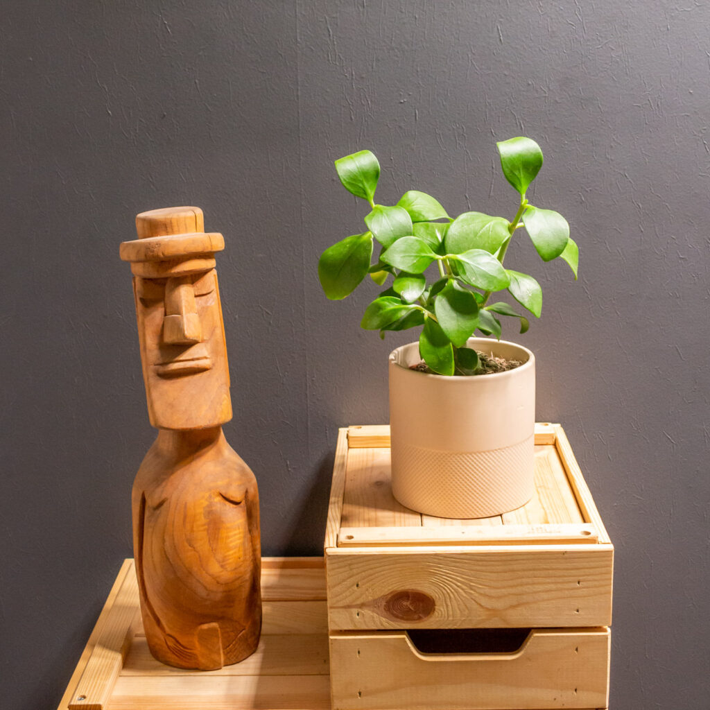 Hydnophytum Papuanum 12cm