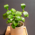 Hydnophytum Papuanum 12cm