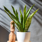 Sansevieria Masoniana 'Dragon'