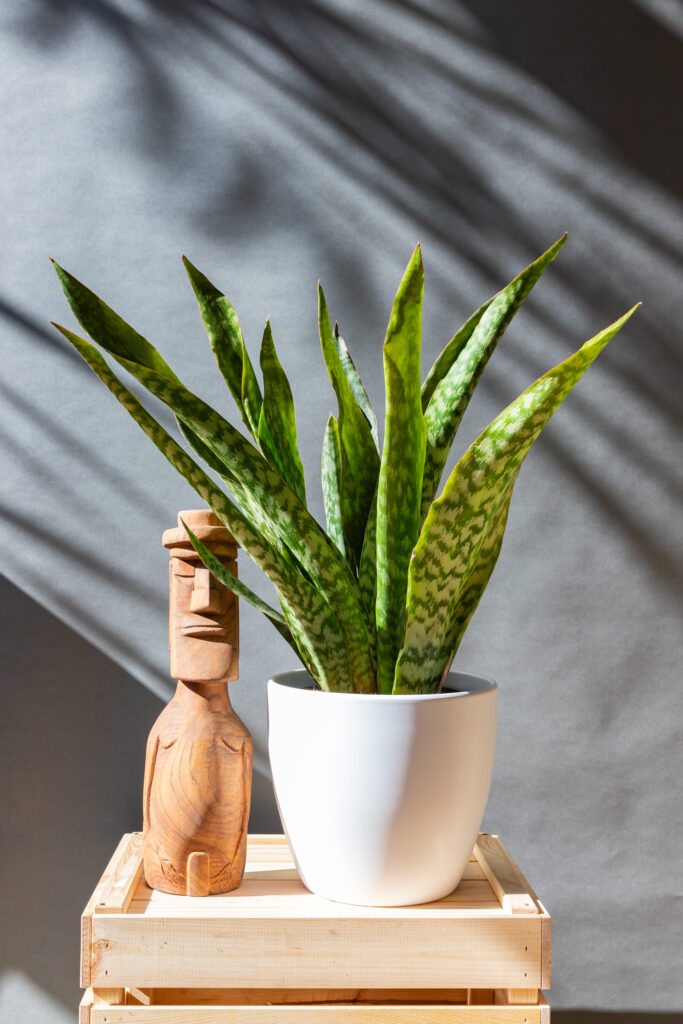 Sansevieria Masoniana 'Dragon'