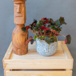 Begonia Black Jungle