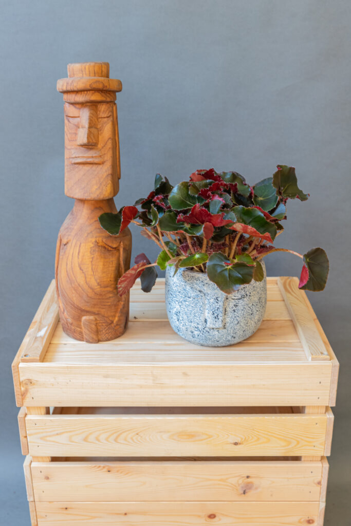 Begonia Black Jungle