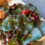 Begonia Black Jungle