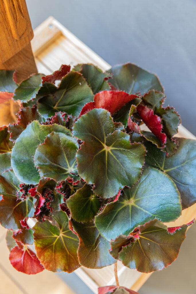 Begonia Black Jungle