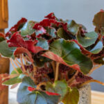 Begonia Black Jungle