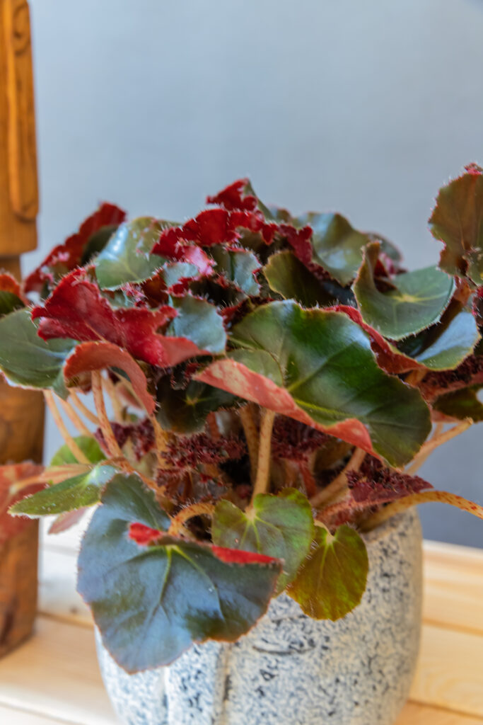 Begonia Black Jungle