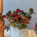 Begonia Black Jungle