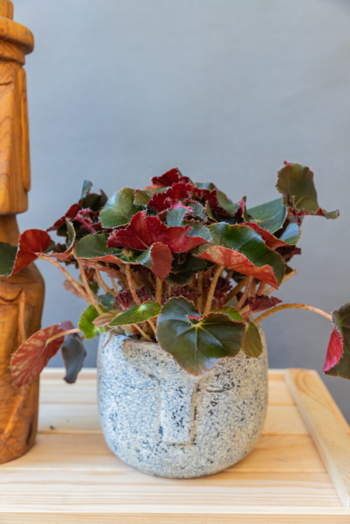 Begonia Black Jungle