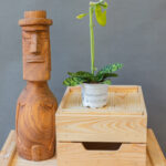 Paphiopedilum Femma Green