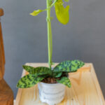 Paphiopedilum Femma Green