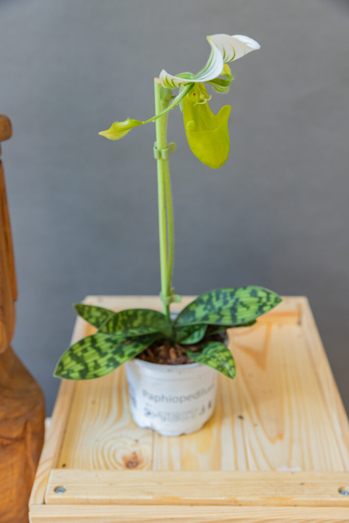 Paphiopedilum Femma Green