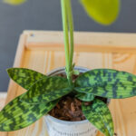 Paphiopedilum Femma Green