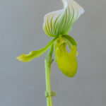 Paphiopedilum Femma Green
