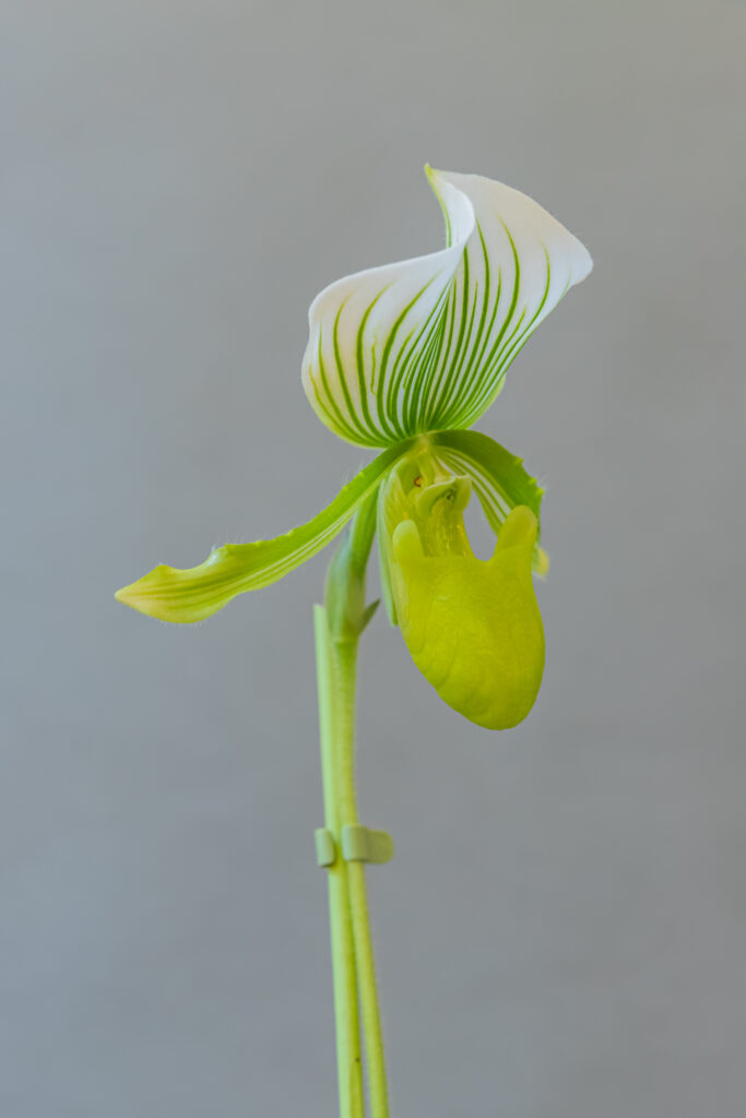Paphiopedilum Femma Green