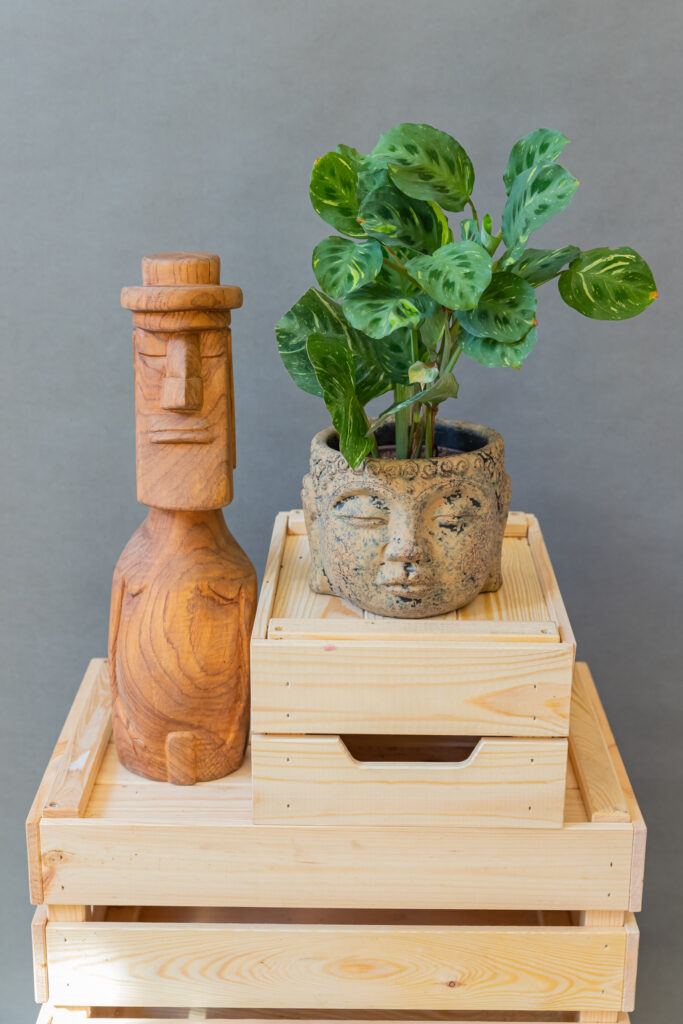 Maranta Kerchoveana Variegata