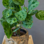 Maranta Kerchoveana Variegata