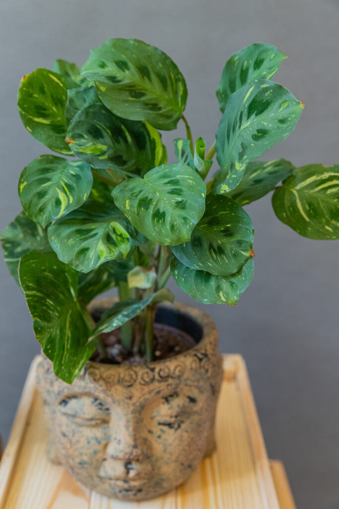 Maranta Kerchoveana Variegata