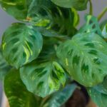 Maranta Kerchoveana Variegata