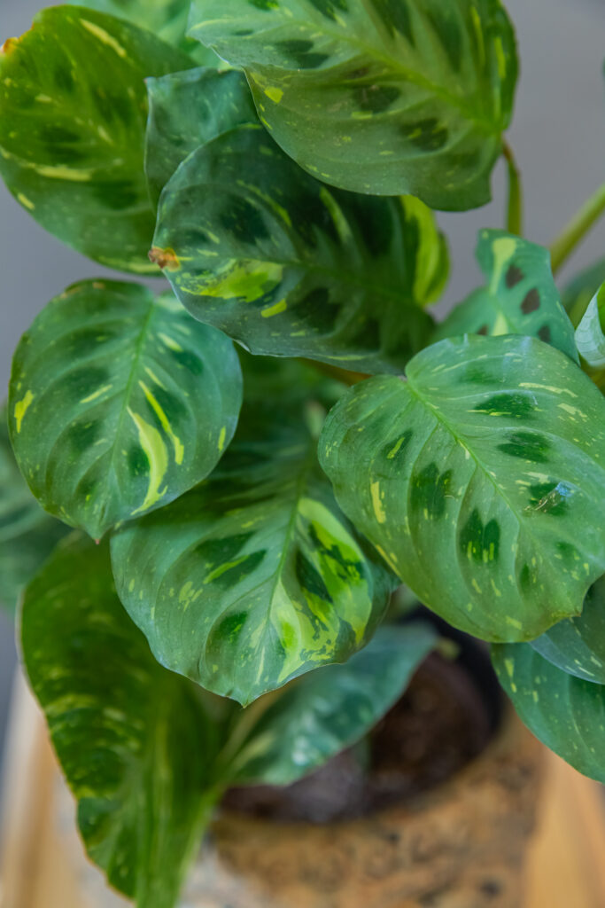 Maranta Kerchoveana Variegata