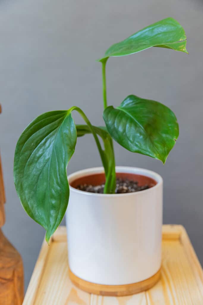 Philodendron Guttiferum Kunth - Moai jungle - tbb, mint gondolnd