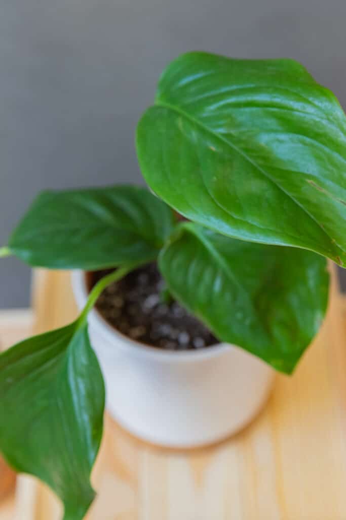 Philodendron Guttiferum Kunth - Moai jungle - tbb, mint gondolnd