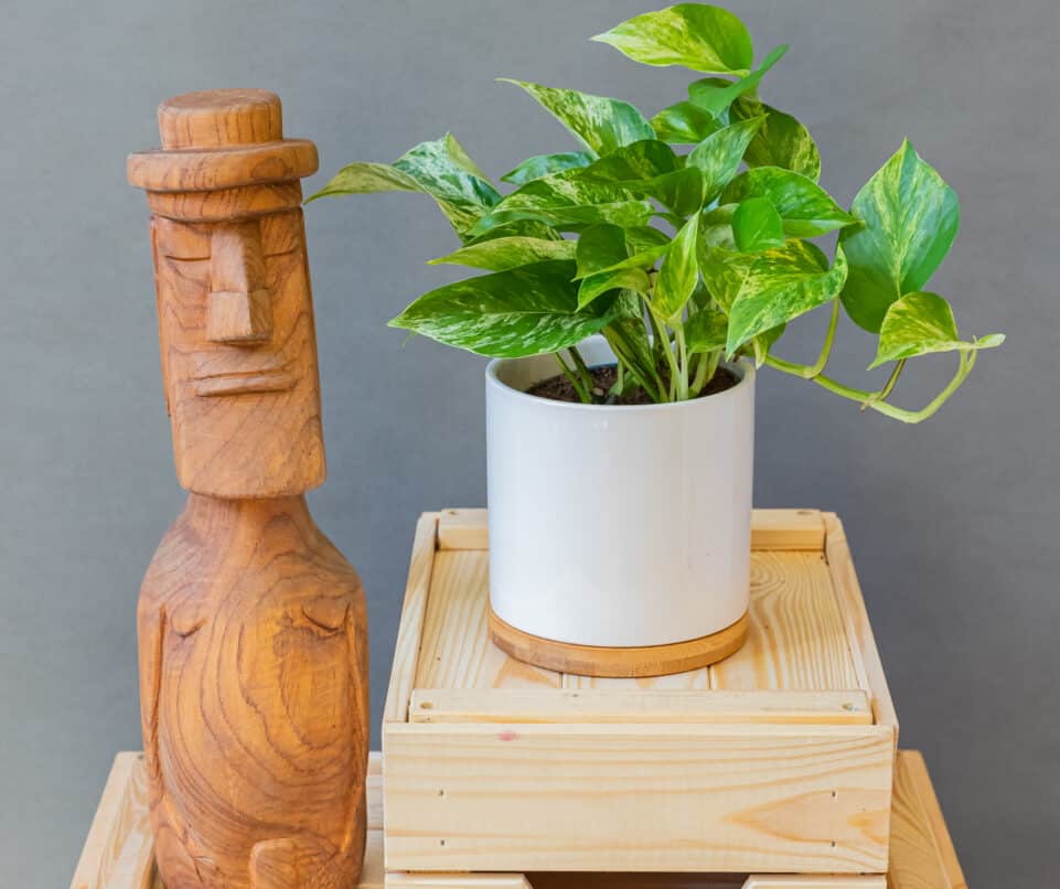 Epipremnum Marble Queen