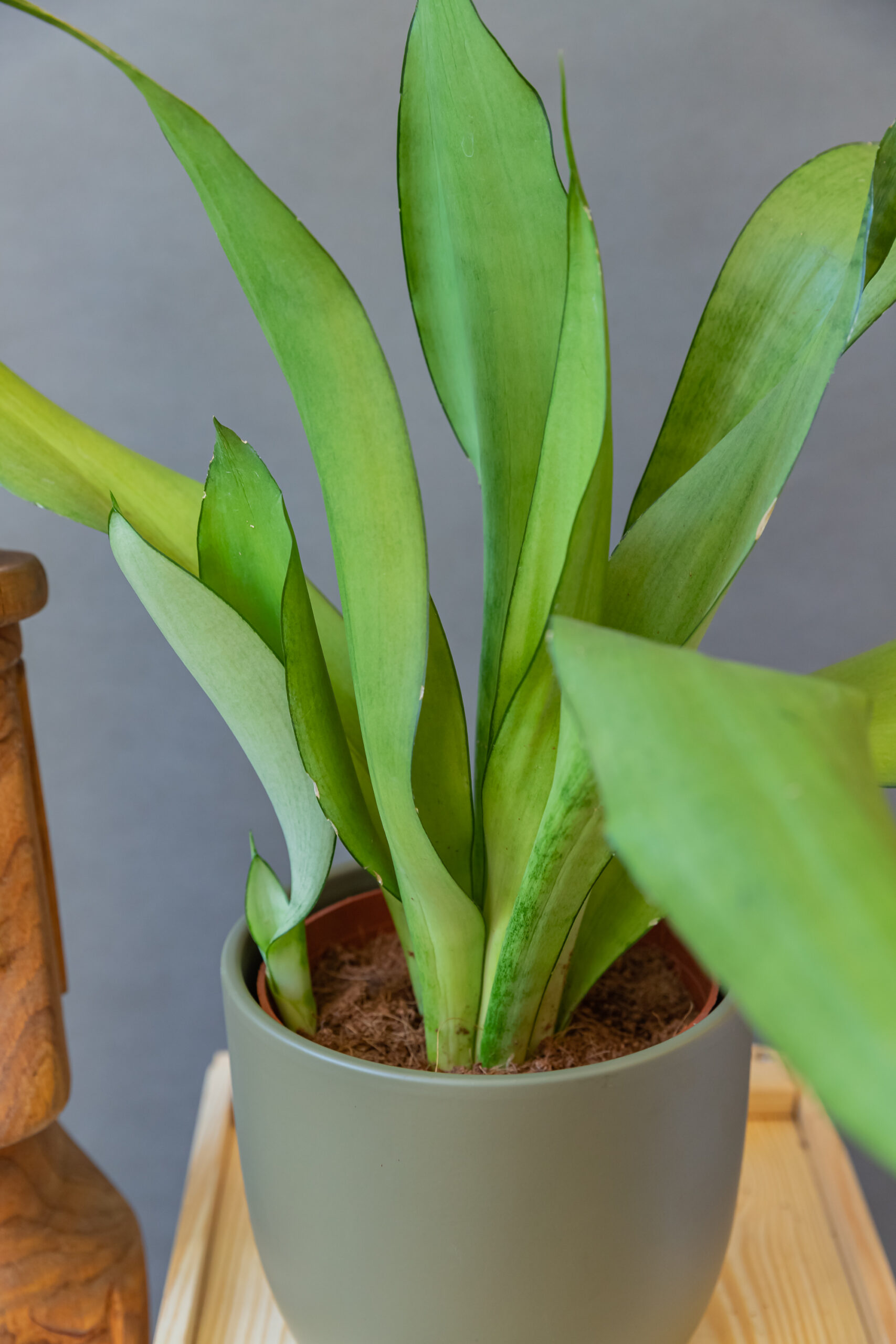 Sansevieria Moonshine