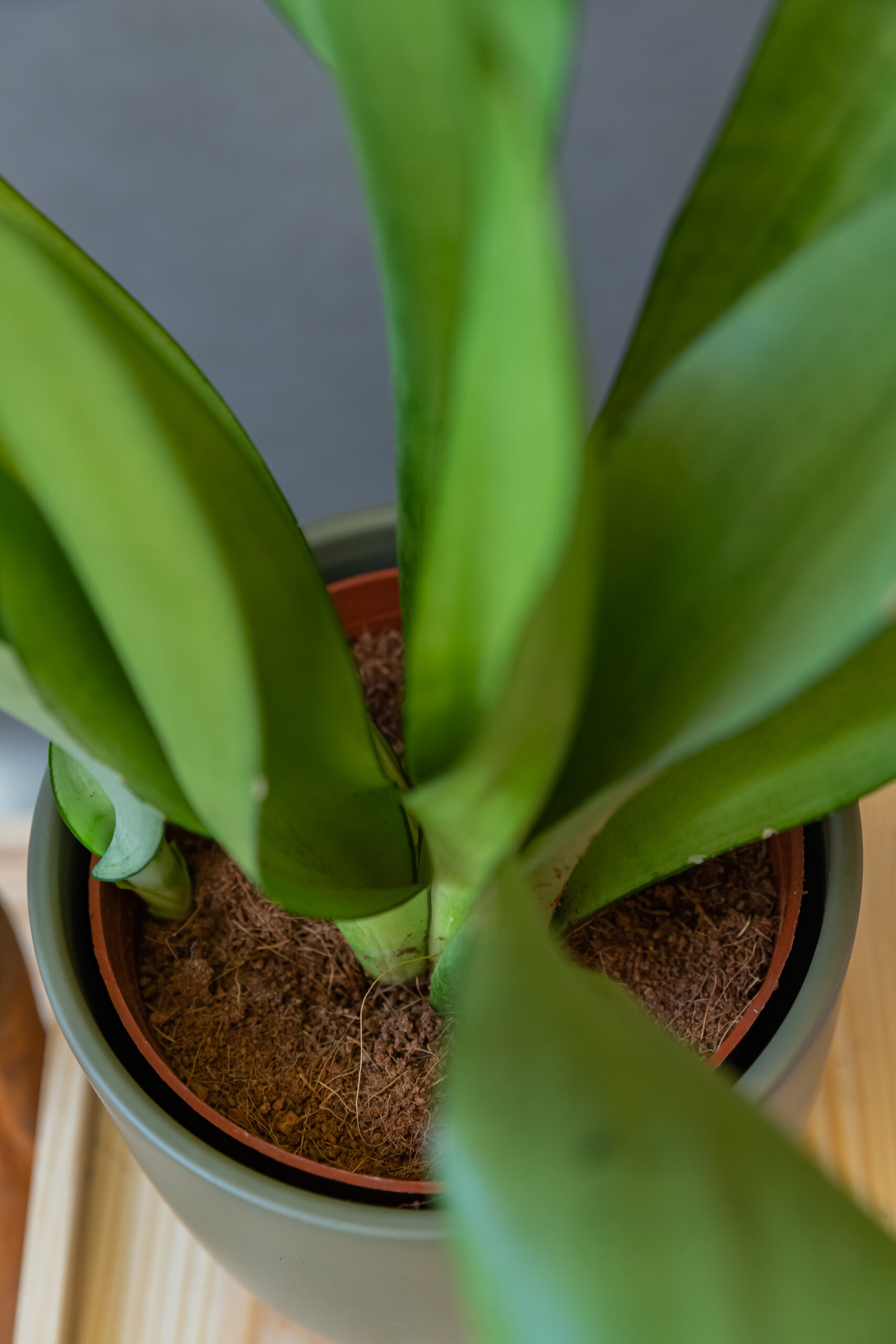 Sansevieria Moonshine