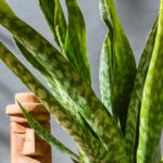 Sansevieria Masoniana 'Dragon'