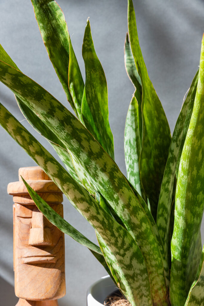 Sansevieria Masoniana 'Dragon'
