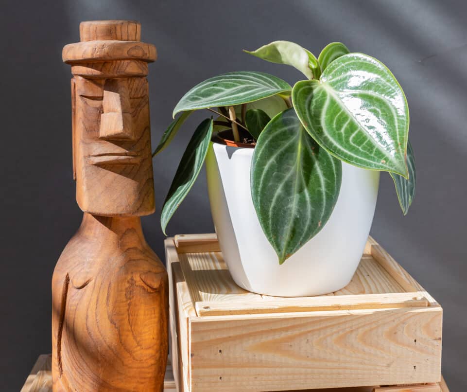 Peperomia Sarcophylla