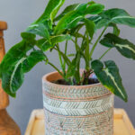 Syngonium Wendlandii