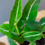 Syngonium Wendlandii