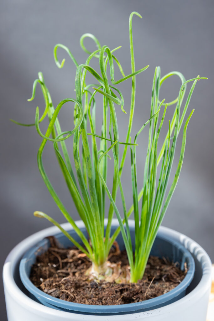 Albuca Spiralis