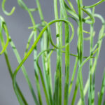 Albuca Spiralis