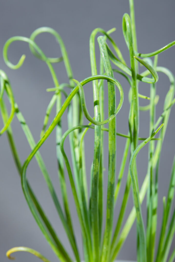 Albuca Spiralis