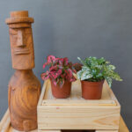 Hypoest / Szeplősarc