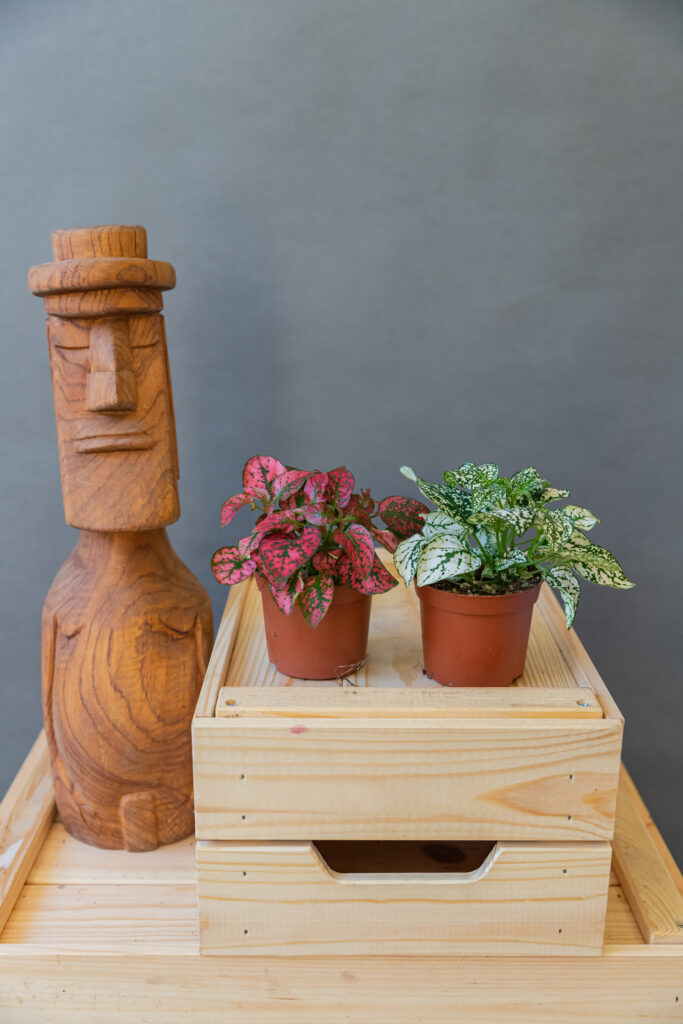 Hypoest / Szeplősarc