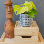 Philodendron Lemon Lime