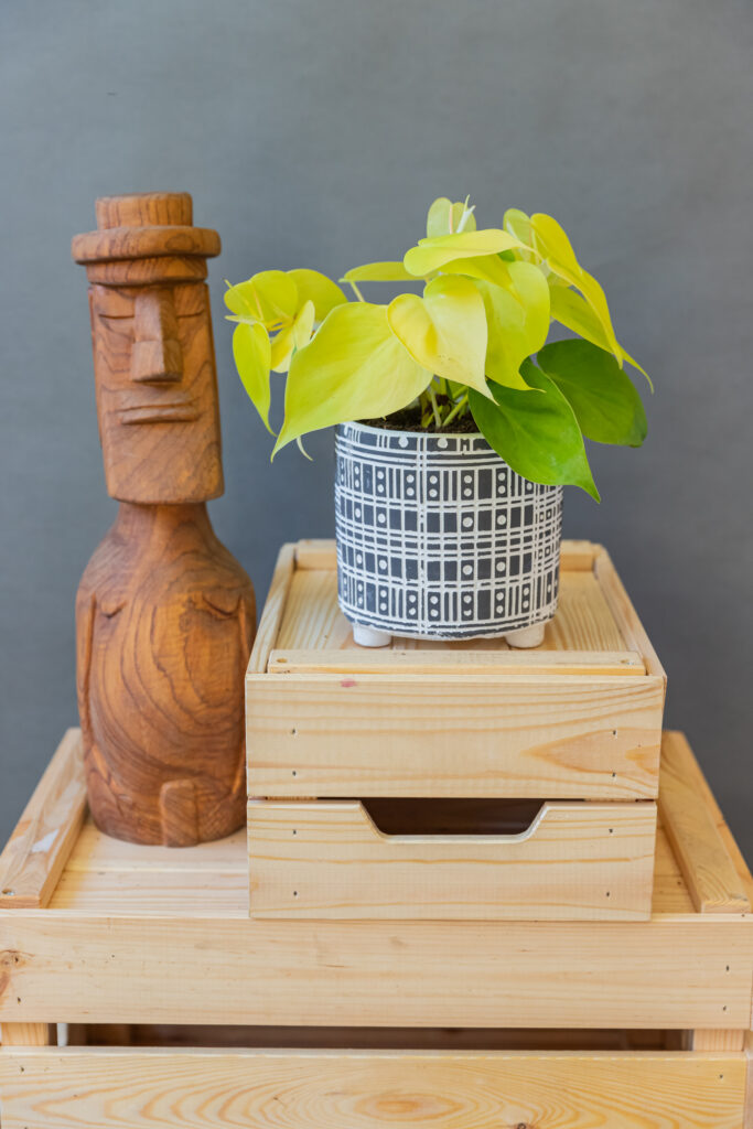 Philodendron Lemon Lime