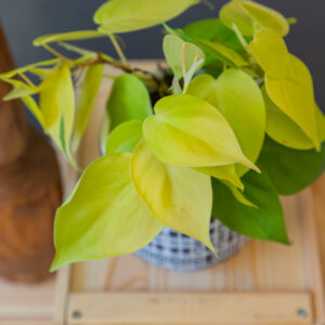 Philodendron Lemon Lime