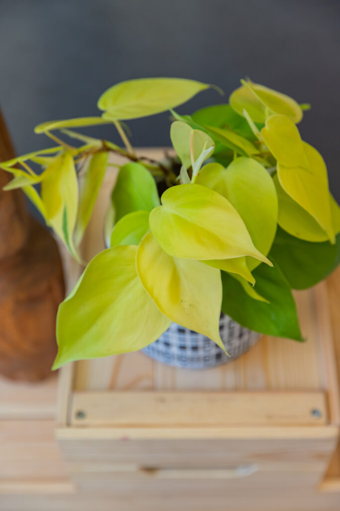 Philodendron Lemon Lime