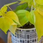 Philodendron Lemon Lime