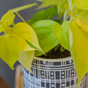 Philodendron Lemon Lime