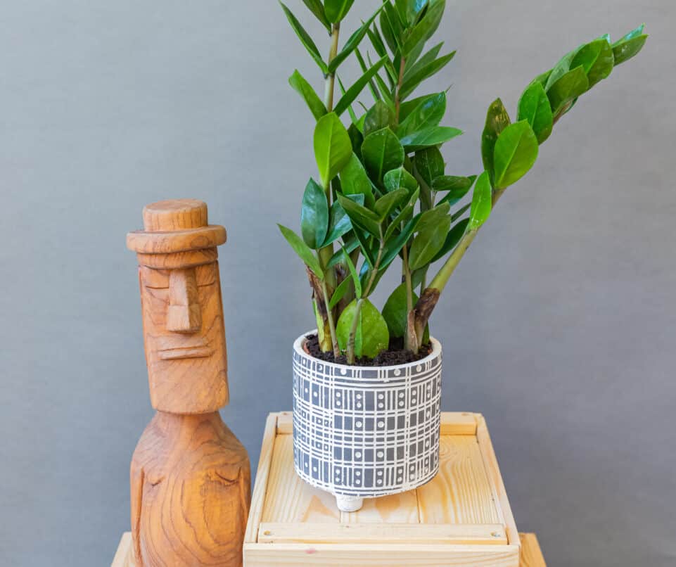 Zamioculcas Zamiifolia